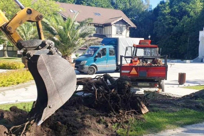 Jastrzębie-Zdrój porządkuje zieleń w mieście